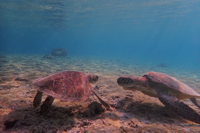 [Miyako Island/Half Day] Sea Turtle Snorkeling - The Real Schedule: 1.5 Hours in the Water, Not a Half Day That Drags