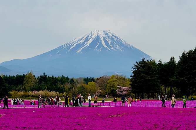 Mt. Fuji, Cherry Blossom & Shiba Sakura Pvt. Day Tour - Quick take: what makes this Fuji day trip work