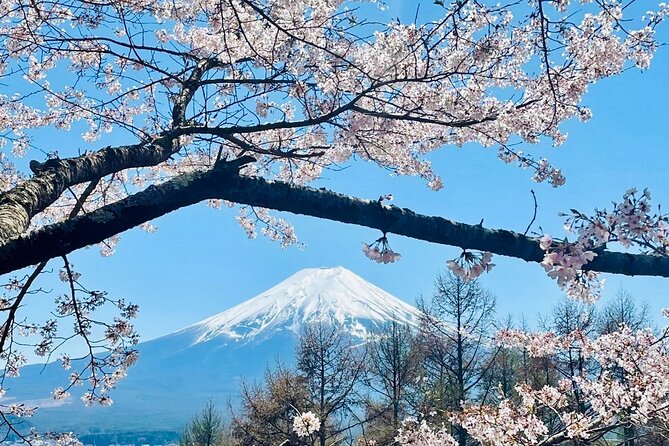 Mt. Fuji, Cherry Blossom & Shiba Sakura Pvt. Day Tour - Mt. Fuji 5th Station: how the tickets and seasons actually work