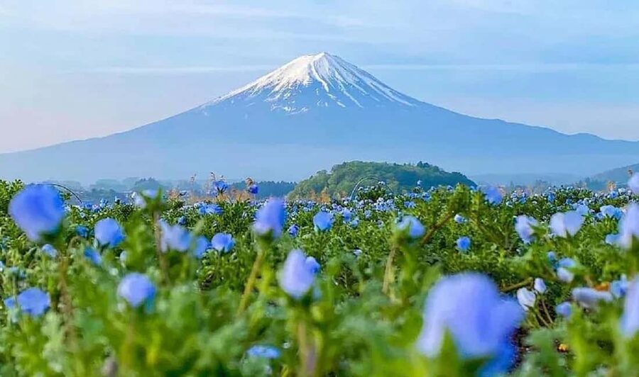 Mt. Fuji & Lake Kawaguchiko Ropeway Panorama Full-Day Tour - Key Highlights at a Glance