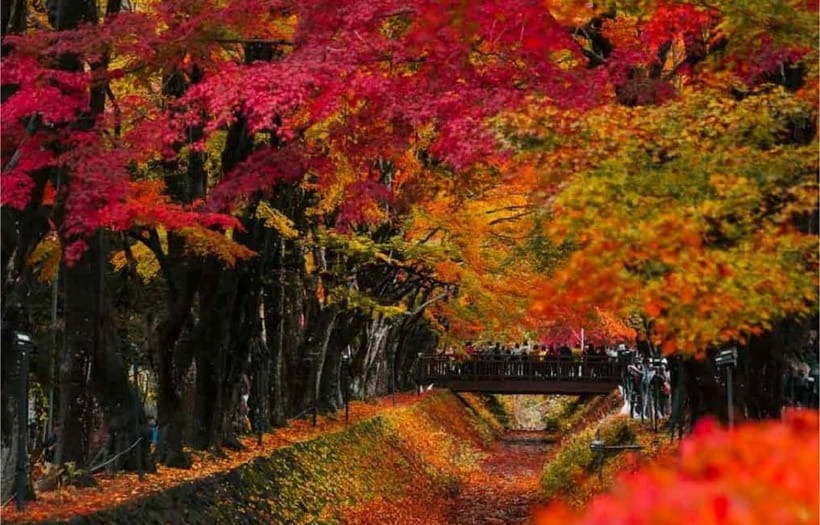 Mt Fuji Top 5 Spots Day Tour: Arakurayama Park,Oshino Hakkai - A Critical Note About Lunch, and How to Handle It