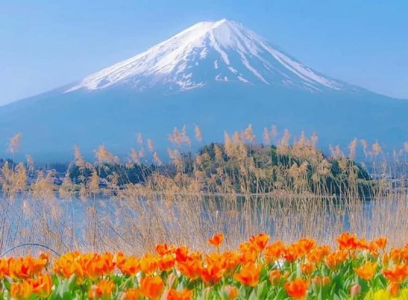 Mt Fuji Top 5 Spots Day Tour: Arakurayama Park,Oshino Hakkai - The Walk Between Spots: Arakura Shrine, Chureito Pagoda, and Photo Timing