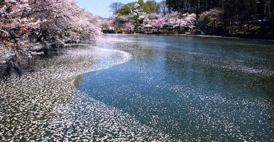Nagano: 1-Day Snow Monkey & Cherry Blossom Tour in Spring - Why Nagano spring is a smart mix of nature and Japanese tradition