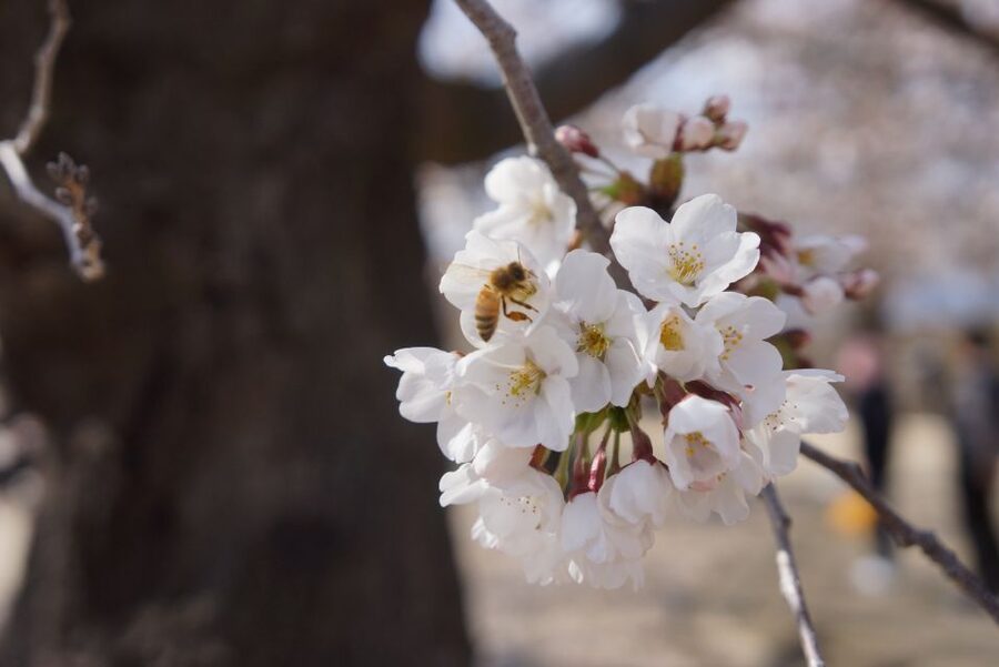 Nagano: 1-Day Snow Monkey & Cherry Blossom Tour in Spring - Jigokudani Monkey Park: walking, timing, and seeing macaques behave naturally