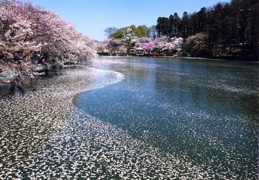 Nagano: 1-Day Snow Monkey & Cherry Blossom Tour in Spring - The rhythm of the rest of the day, and how to avoid getting wiped out