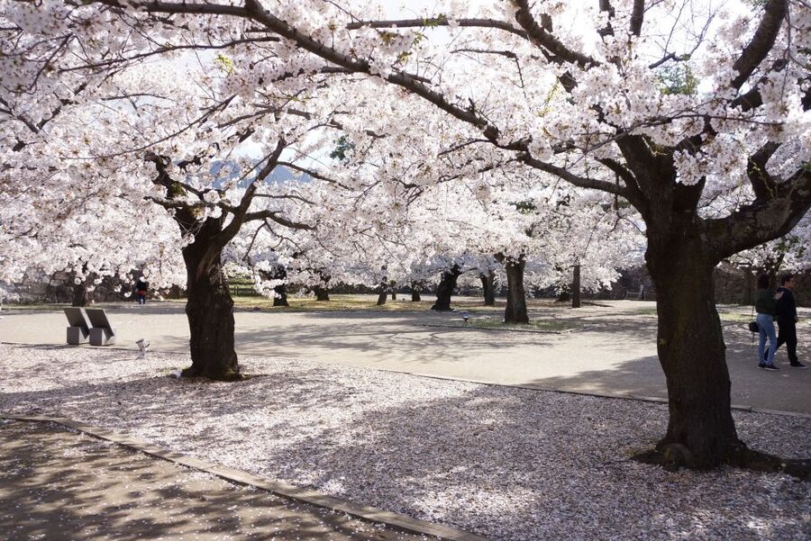 Nagano: 1-Day Snow Monkey & Cherry Blossom Tour in Spring - Before you go: what to pack and how to act around monkeys