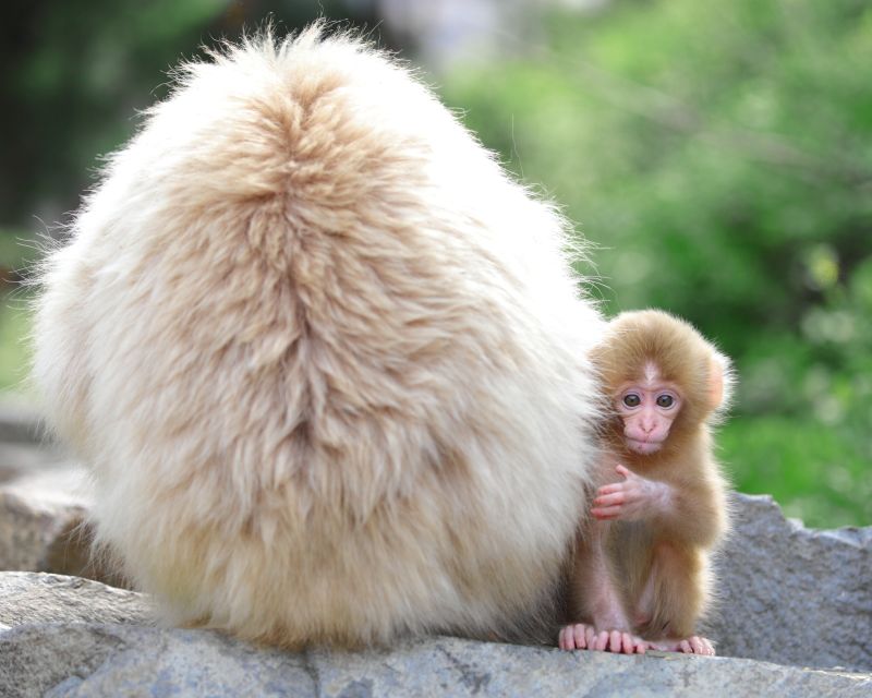 Nagano: 1-Day Snow Monkey & Cherry Blossom Tour in Spring - From Nagano Station to Jigokudani: the day starts with a real travel leg
