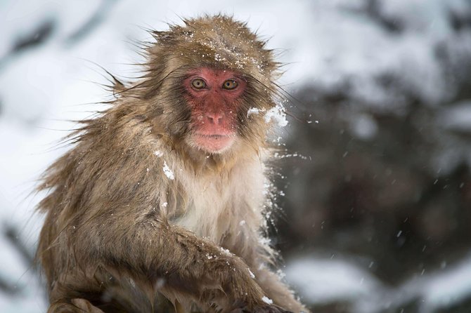 Nagano Private Two Day Tour - Key Highlights You’ll Care About