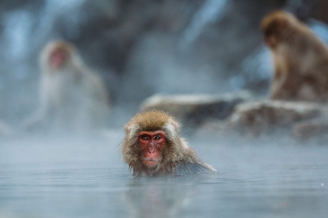 Nagano Private Two Day Tour - Overnight Ryokan: The Real Reason This Tour Feels Like Japan