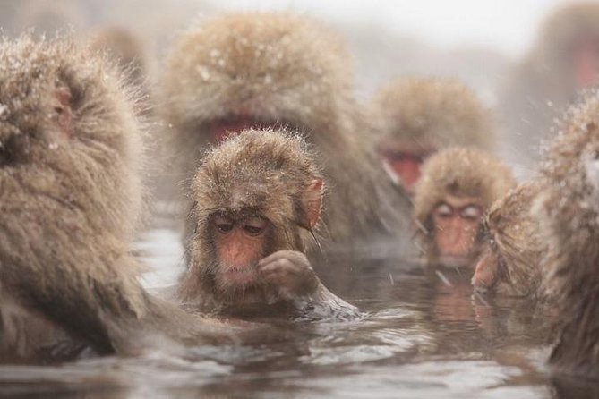 Nagano Snow Monkey 1 Day Tour with Beef Sukiyaki Lunch from Tokyo - Key Points You Should Know Before You Go
