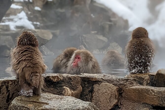 Nagano Snow Monkey 1 Day Tour with Beef Sukiyaki Lunch from Tokyo - Price and Value Versus Trying It Solo