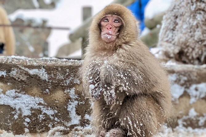 Nagano Snow Monkey 1 Day Tour with Beef Sukiyaki Lunch from Tokyo - Jigokudani Snow Monkey Park: Walking Time, Crampons, and Real Winter Conditions
