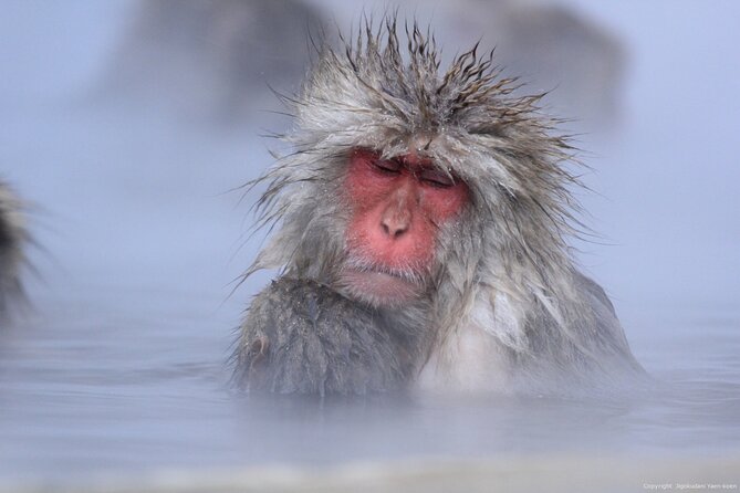 Nagano Snow Monkey 1 Day Tour with Beef Sukiyaki Lunch from Tokyo - Seasonal Bonus: Kamakura no Sato Snow Huts in Late January to Late February