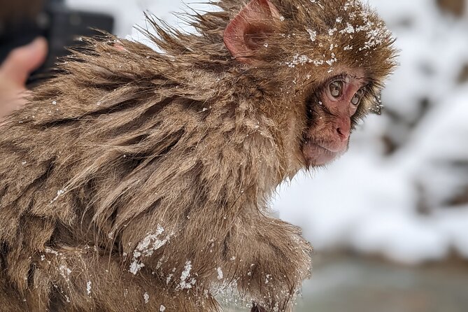Nagano Snow Monkey 1 Day Tour with Beef Sukiyaki Lunch from Tokyo - What To Do With Your Day Once You’re There