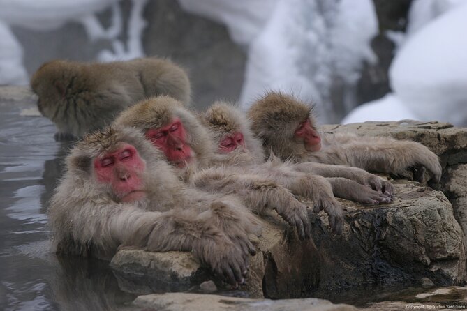 Nagano Snow Monkey 1 Day Tour with Beef Sukiyaki Lunch from Tokyo - The Bus Ride and English Guide Commentary on a Long Day