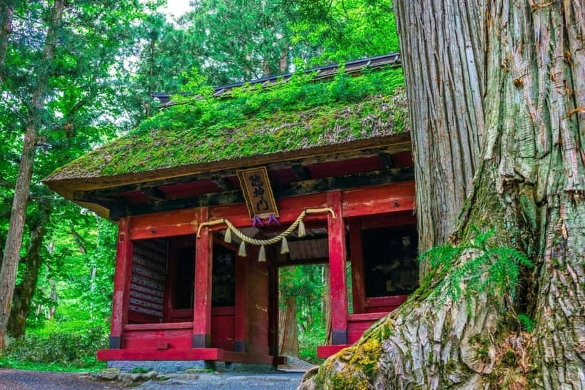 Nagano: Snow Monkeys & Togakushi Shrine Two-Spot in-One Day - Season tips for Nagano snow monkeys and Togakushi shrines