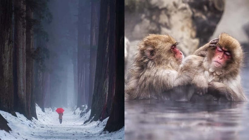 Nagano: Snow Monkeys & Togakushi Shrine Two-Spot in-One Day - What you do during those 2.5 hours, plus photo-friendly timing
