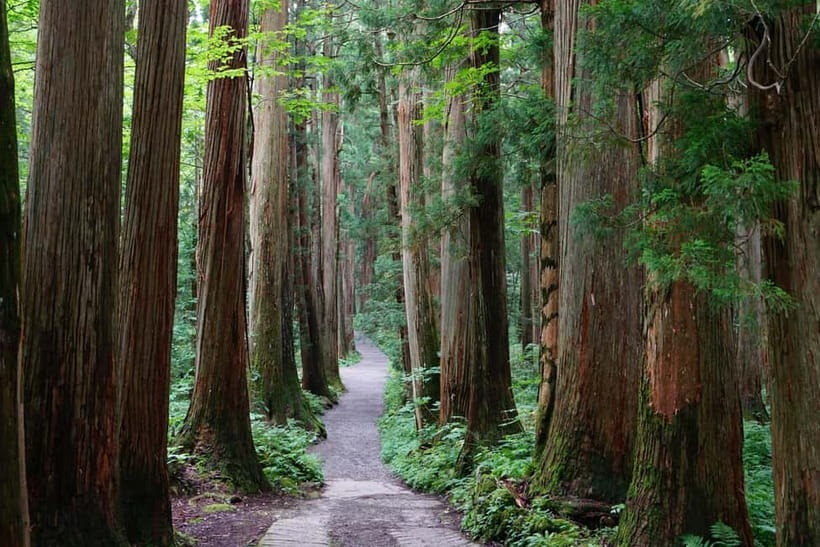 Nagano: Snow Monkeys & Togakushi Shrine Two-Spot in-One Day - Private car comfort: how you gain time and avoid the stress tax