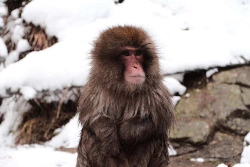 Nagano: Snow Monkeys & Togakushi Shrine Two-Spot in-One Day - Price of about $202 per person, and what you get for it