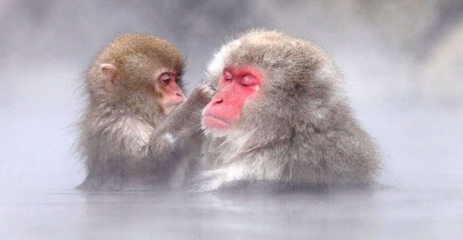 Nagano: Snow Monkeys, Zenkoji Temple & Sake Day Trip - Key points before you plan your day