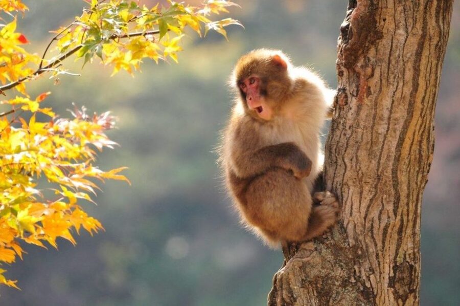 Nagano: Snow Monkeys, Zenkoji Temple & Sake Day Trip - The secret food stop and what it really does for your appetite