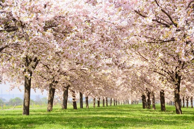 Nagano Spring: 1-Day Cherry Blossoms & Snow Monkeys Guided Tour - Key Points to Know Before You Go