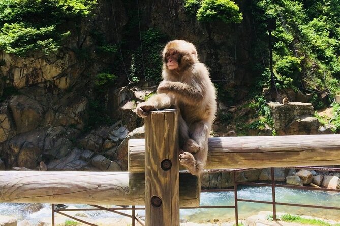 Nagano Spring: 1-Day Cherry Blossoms & Snow Monkeys Guided Tour - When Sakura Fades: Zenko-ji and a Sake Stop