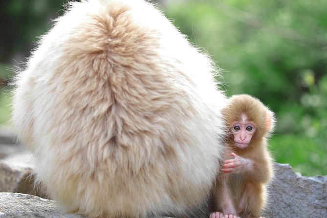Nagano Spring: 1-Day Cherry Blossoms & Snow Monkeys Guided Tour - Price and Value: Is About $150 Worth It?