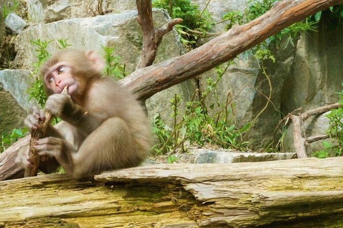 Nagano Spring: 1-Day Cherry Blossoms & Snow Monkeys Guided Tour - Guides, Timing, and the Little Things That Make It Better