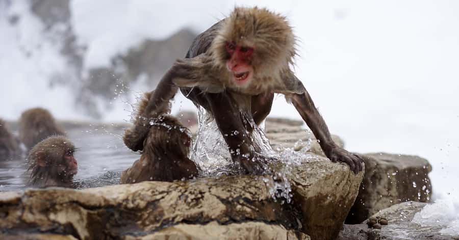 Nagano/Tokyo: Snow Monkey and Zenkoji Temple Private Tour - Shibu Onsen: Narrow Streets, Ryokan Vibes, and the Nine Public Baths