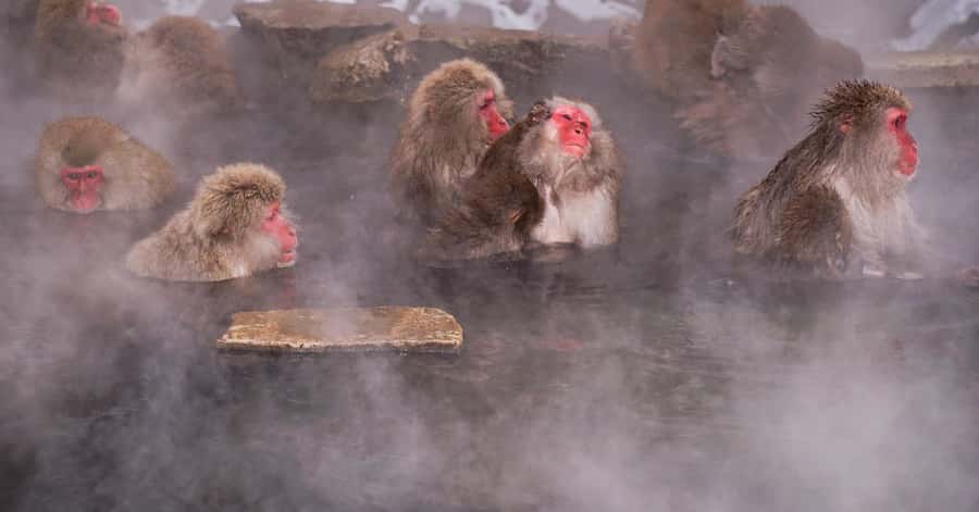 Nagano/Tokyo: Snow Monkey and Zenkoji Temple Private Tour - Price and the Real Value of a Private Nagano Day