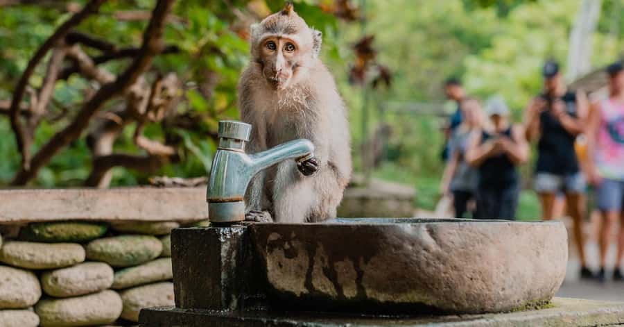 Nagano/Tokyo: Snow Monkey and Zenkoji Temple Private Tour - What the Included Luxury-Style Comfort Actually Feels Like