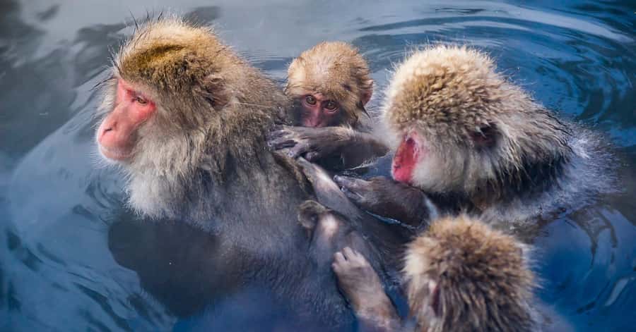 Nagano/Tokyo: Snow Monkey and Zenkoji Temple Private Tour - Zenko-ji Temple: More Than a Photo Stop