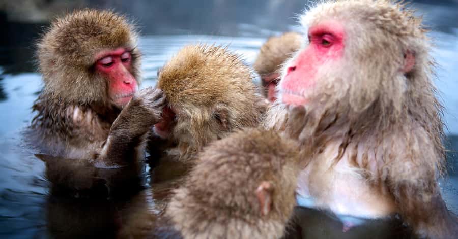 Nagano/Tokyo: Snow Monkey and Zenkoji Temple Private Tour - Jigokudani Monkey Park: The Snow Monkey Experience, Up Close