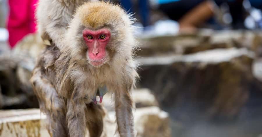 Nagano/Tokyo: Snow Monkey and Zenkoji Temple Private Tour - Obuse: Hokusai Museum Area and a Slower Small-Town Feel