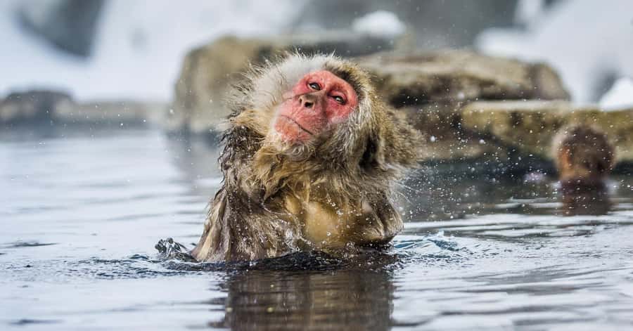 Nagano/Tokyo: Snow Monkey and Zenkoji Temple Private Tour - Matsushiro Castle Ruins: Edo-Era Storytelling in Stone and Air