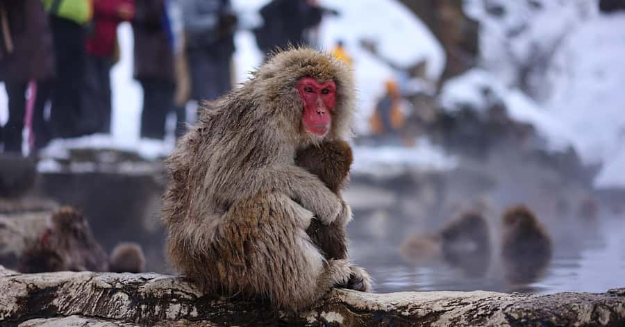 Nagano/Tokyo: Snow Monkey and Zenkoji Temple Private Tour - Timing: A Long Day Where Pacing Matters