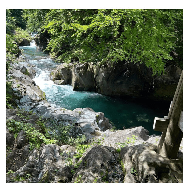 Nagano/Tokyo: Snow Monkey Private Day Tour At Lowest Rate - The Driver Experience: English Support, Clean Cars, and Patience