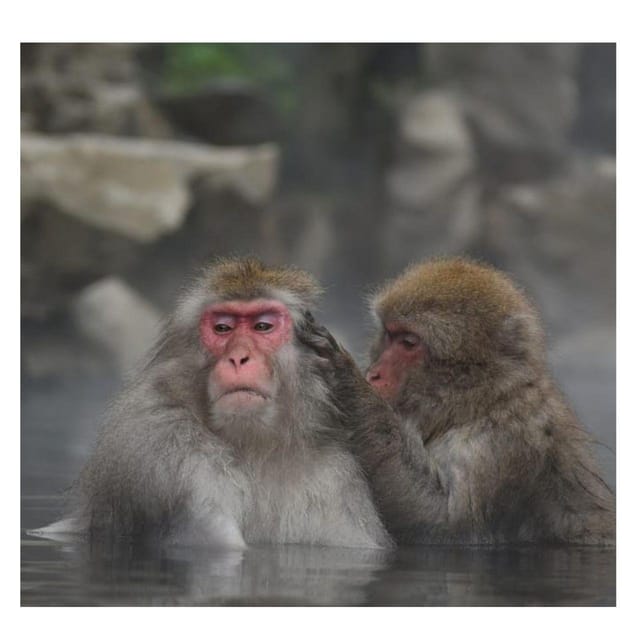 Nagano/Tokyo: Snow Monkey Private Day Tour At Lowest Rate - Shibu Onsen Stop: A Short Break With a Local Feel