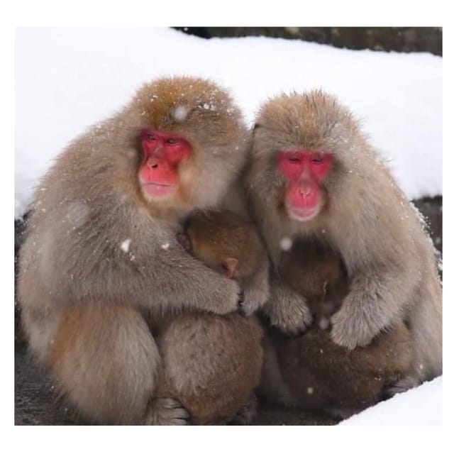 Nagano/Tokyo: Snow Monkey Private Day Tour At Lowest Rate - Obuse Town: Hokusai, Chestnut Treats, and a Food Reset