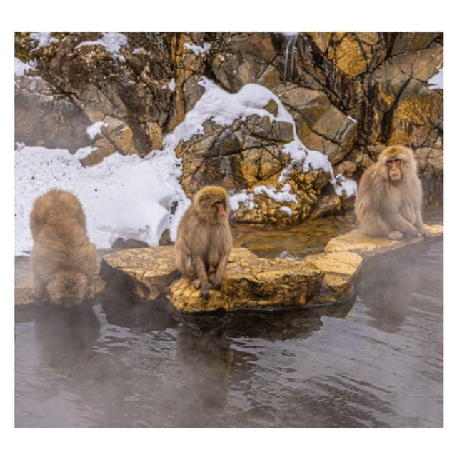 Nagano/Tokyo: Snow Monkey Private Day Tour At Lowest Rate - Price and Logistics: Is $399 Per Group Good Value?