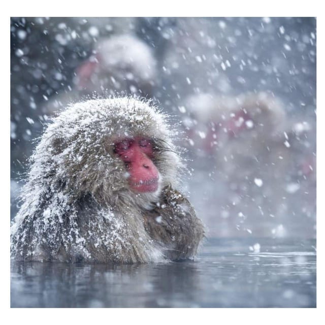 Nagano Tokyo: Snow Monkey Private Day Tour Hotel Pick & Drop - Who This Tour Fits Best (and Who Should Skip It)