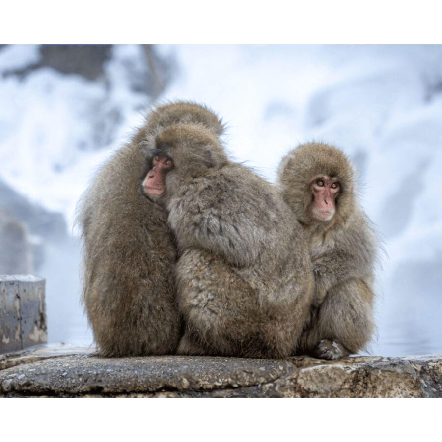 Nagano Tokyo: Snow Monkey Private Day Tour Hotel Pick & Drop - How the 10 Hours Usually Fit Together (and Where It Can Feel Tight)