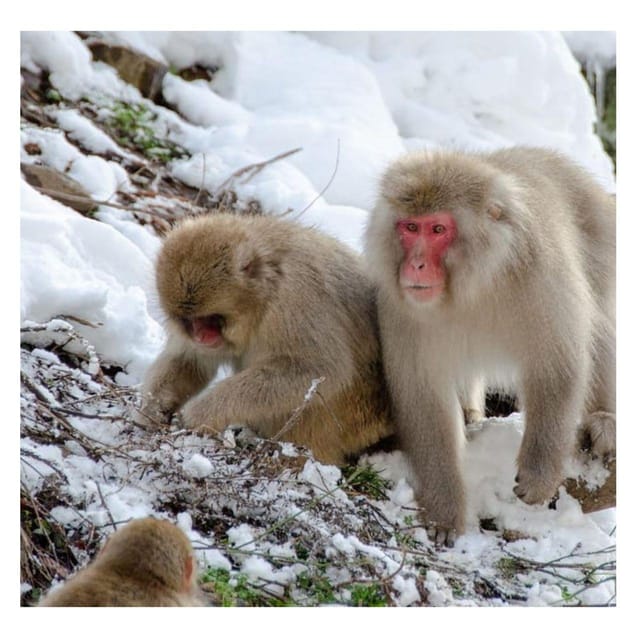 Nagano Tokyo: Snow Monkey Private Day Tour Hotel Pick & Drop - Zenko-ji Temple and the Key to Paradise Passage