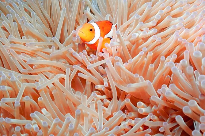 Naha: Full-Day Introductory diving & Snorkeling in the Kerama Islands, Okinawa - Boat time, lunch, and small details that make a long day easier