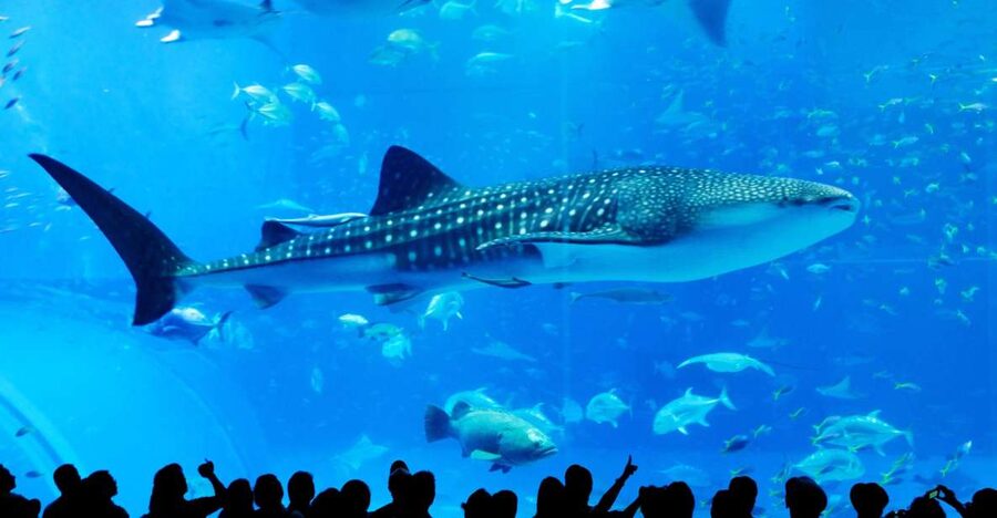 Naha: North Okinawa Sightseeing Tour & Churaumi Aquarium - How the North Okinawa Day Tour Flows From Naha