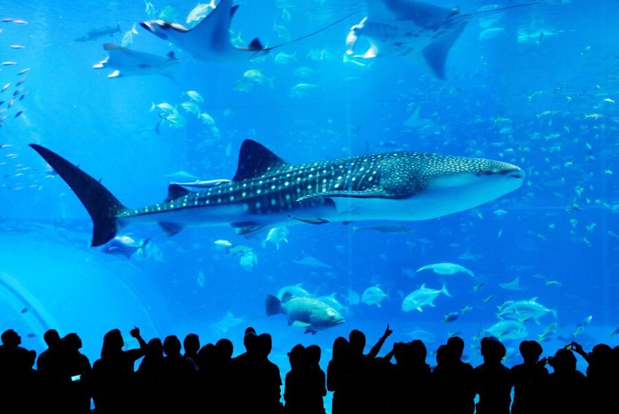 Naha: North Okinawa Sightseeing Tour & Churaumi Aquarium - Kouri Bridge and Kouri Island, Photos With Sea View Payoff
