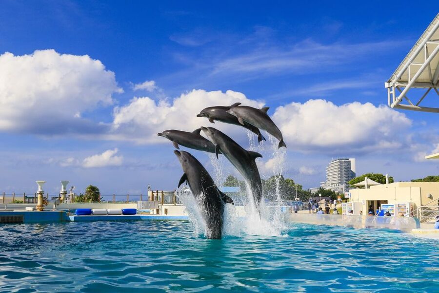 Naha: North Okinawa Sightseeing Tour & Churaumi Aquarium - Cape Manzamo, Elephant Rock Views and a Sea-and-Cliff Contrast