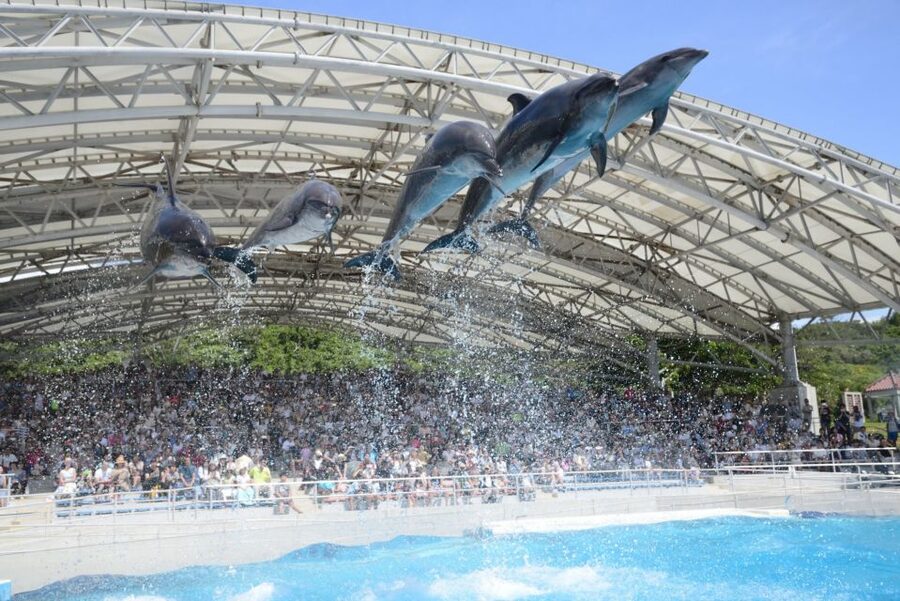 Naha: North Okinawa Sightseeing Tour & Churaumi Aquarium - Price and Value, Why About $50 Can Make Sense