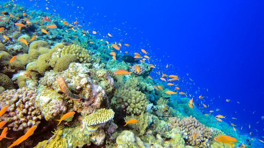 Naha, Okinawa: Kerama Islands Full-Day Intro-Diving Trip - Who should book, and who should skip this Kerama Islands trip